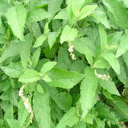 Cordia curassavica